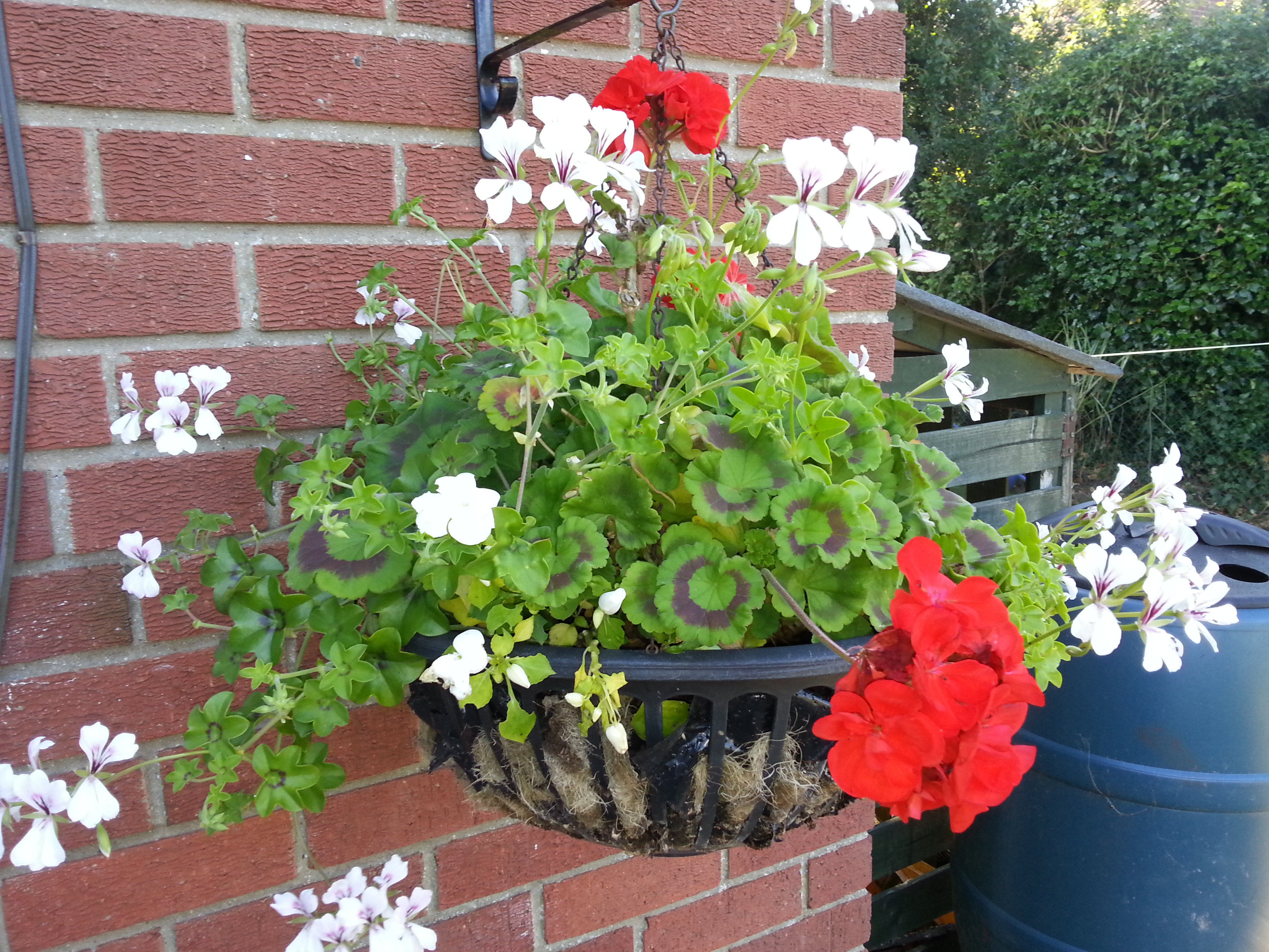 Gardeners Norwich Reliable Garden Maintenance Service Alan Handyman