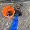 Clean outdoor gully drainage channel and grid freshly unblocked to allow smooth rainwater flow on a site in Sprowston
